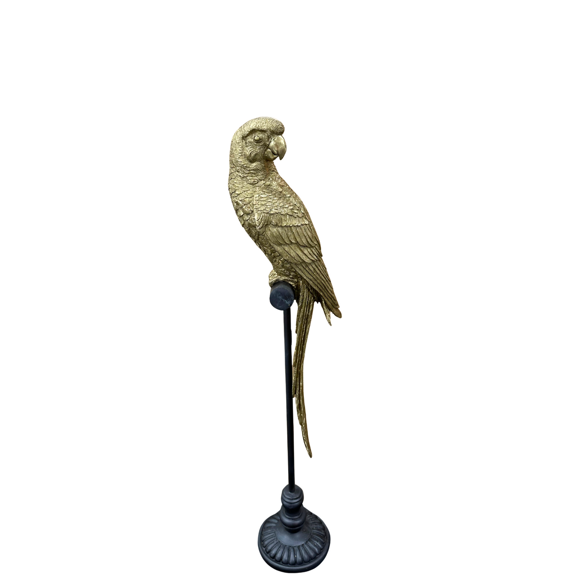 Golden Parrot