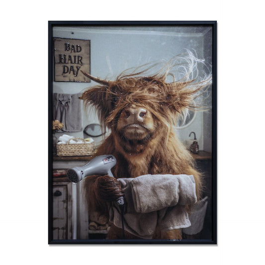 Framed Art - Bad Hair Day - Highland Cow