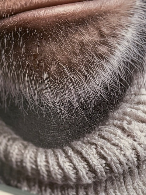 Framed Wall Art - The Nike Chimp 60cm x 80cm