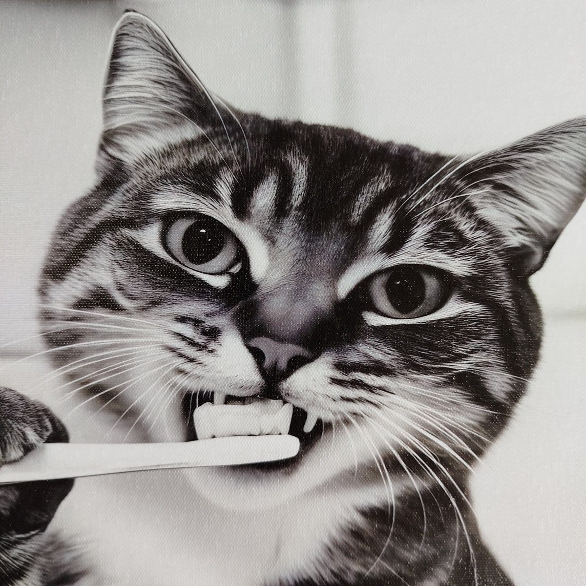 Framed Art - Kitten Brushing Teeth 30x40