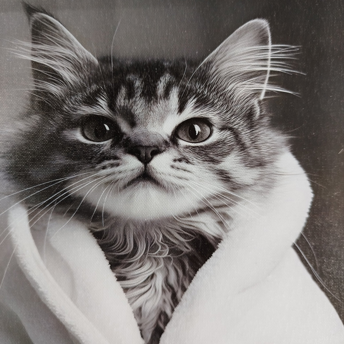 Framed Art - Kitten in Robe 30x40