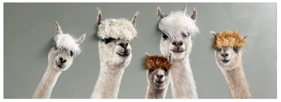Art Canvas - Bad Hair Day - 5 Alpaca - Group
