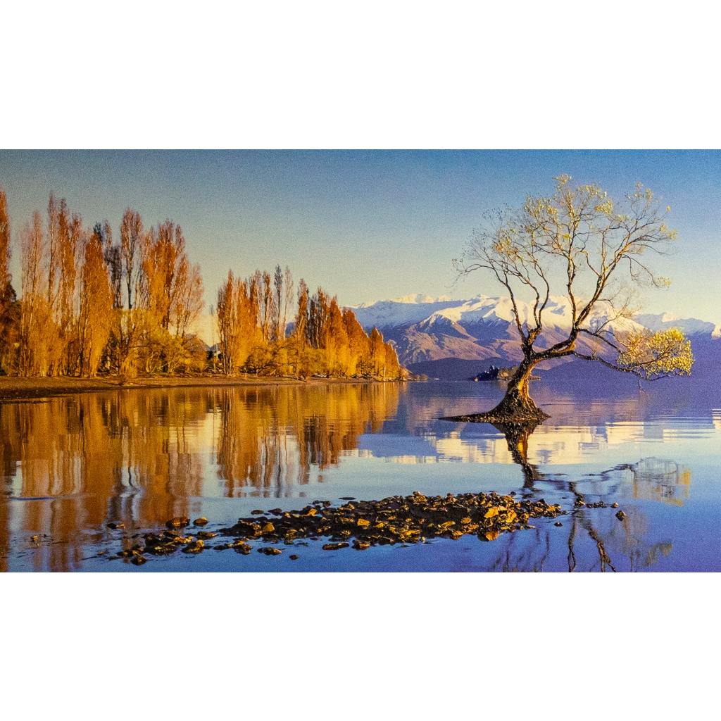 Framed Wall Art -Wanaka Tree 180cm x 60cm