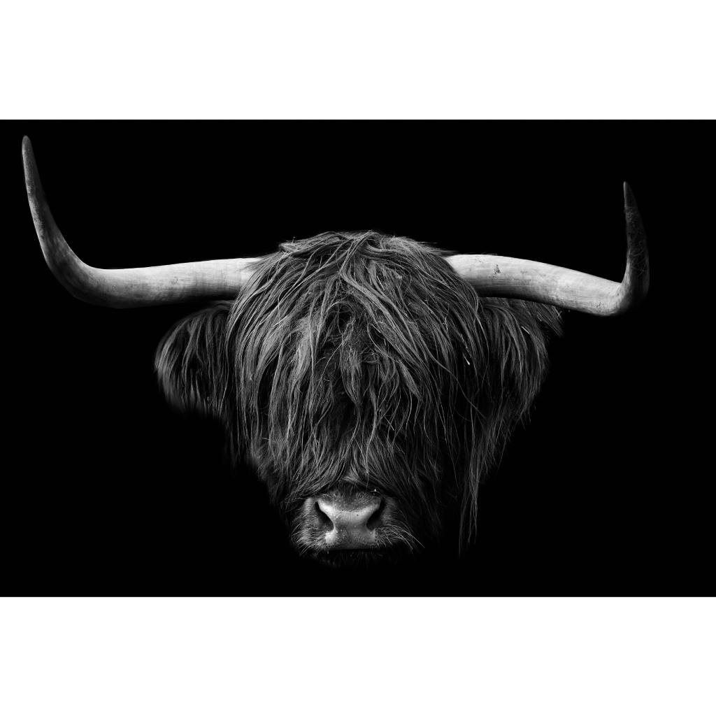Framed Wall Art - Highland cow 120cm x 80cm